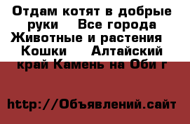 Отдам котят в добрые руки. - Все города Животные и растения » Кошки   . Алтайский край,Камень-на-Оби г.